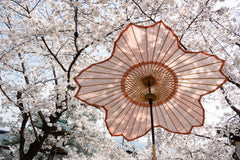 櫻花日本傘