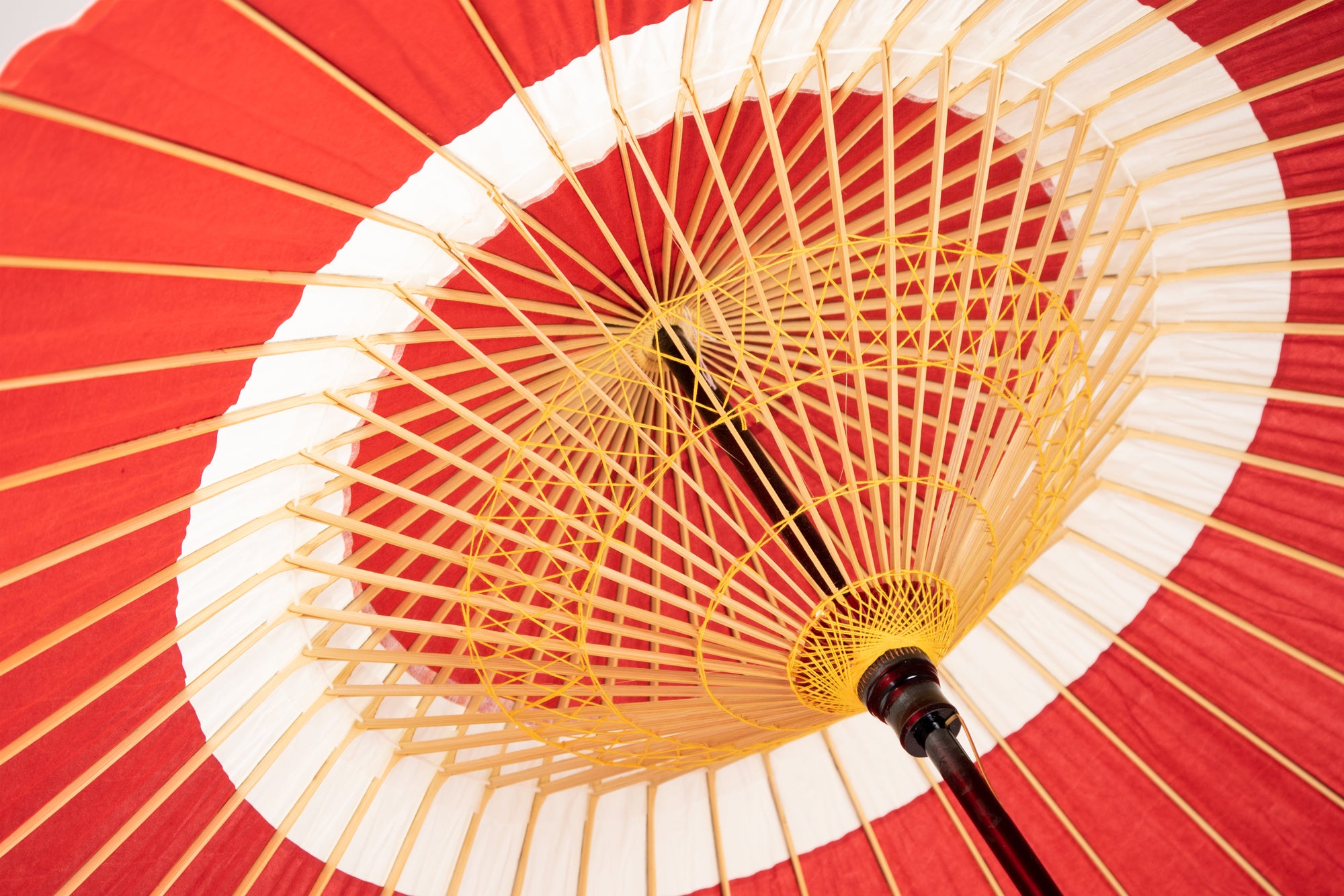 Janomegasa 【Bicolor】